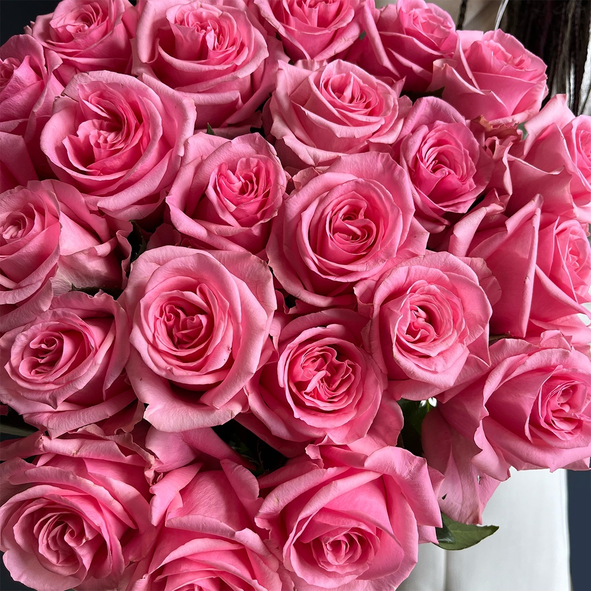 roza_opala_3